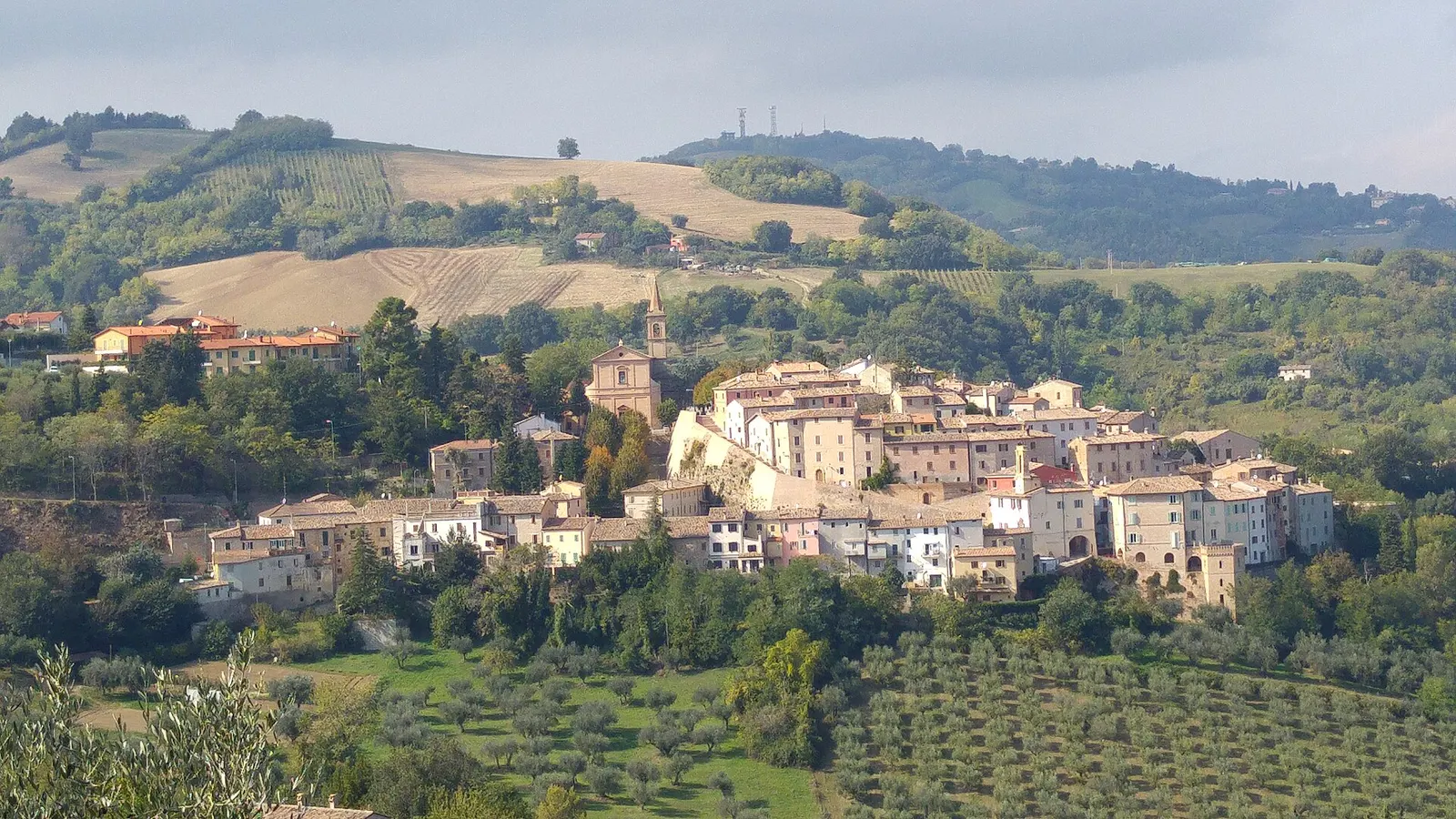 Borgo di Cartoceto con campanile tra colline marchigiane e uliveti tipici della produzione di olio DOP