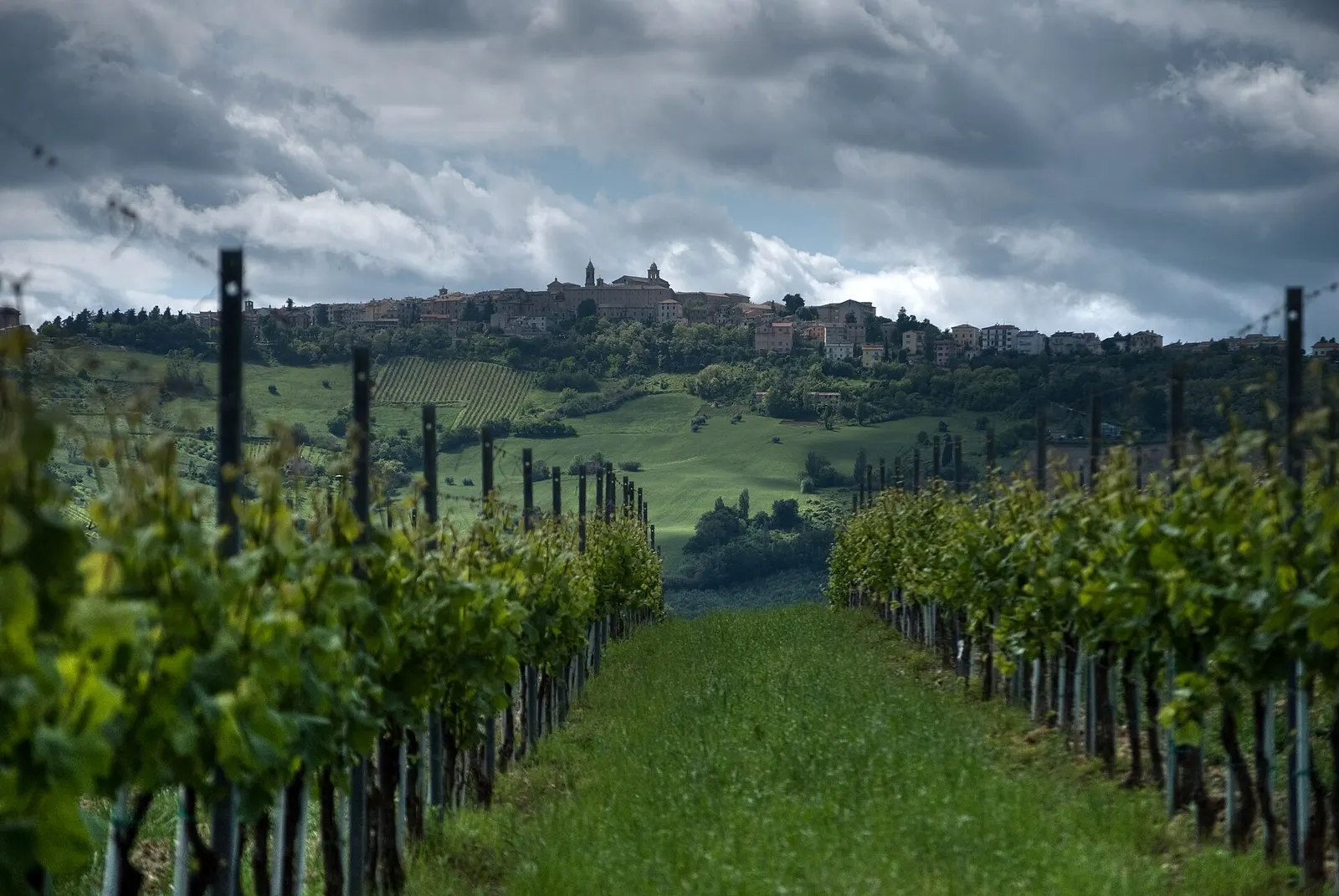Vigneti in primo piano con il borgo medievale di Cupramontana sulle colline marchigiane sotto un cielo nuvoloso