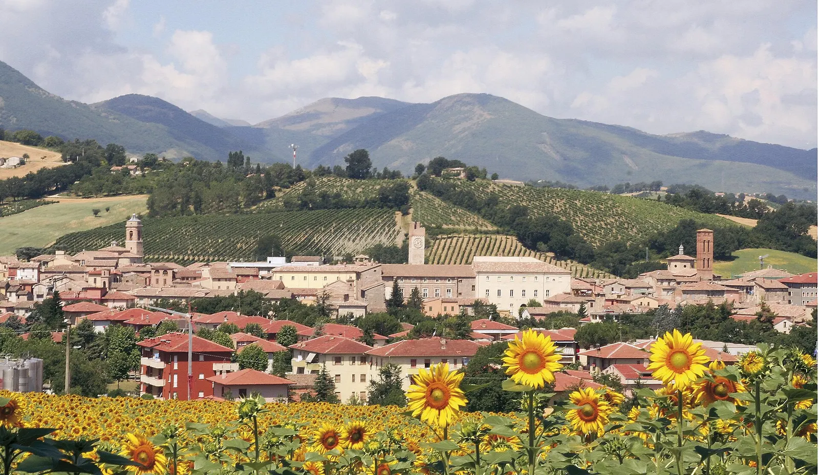 Centro storico di Matelica con campanili e vigneti collinari circondati da girasoli e monti Appennini marchigiani