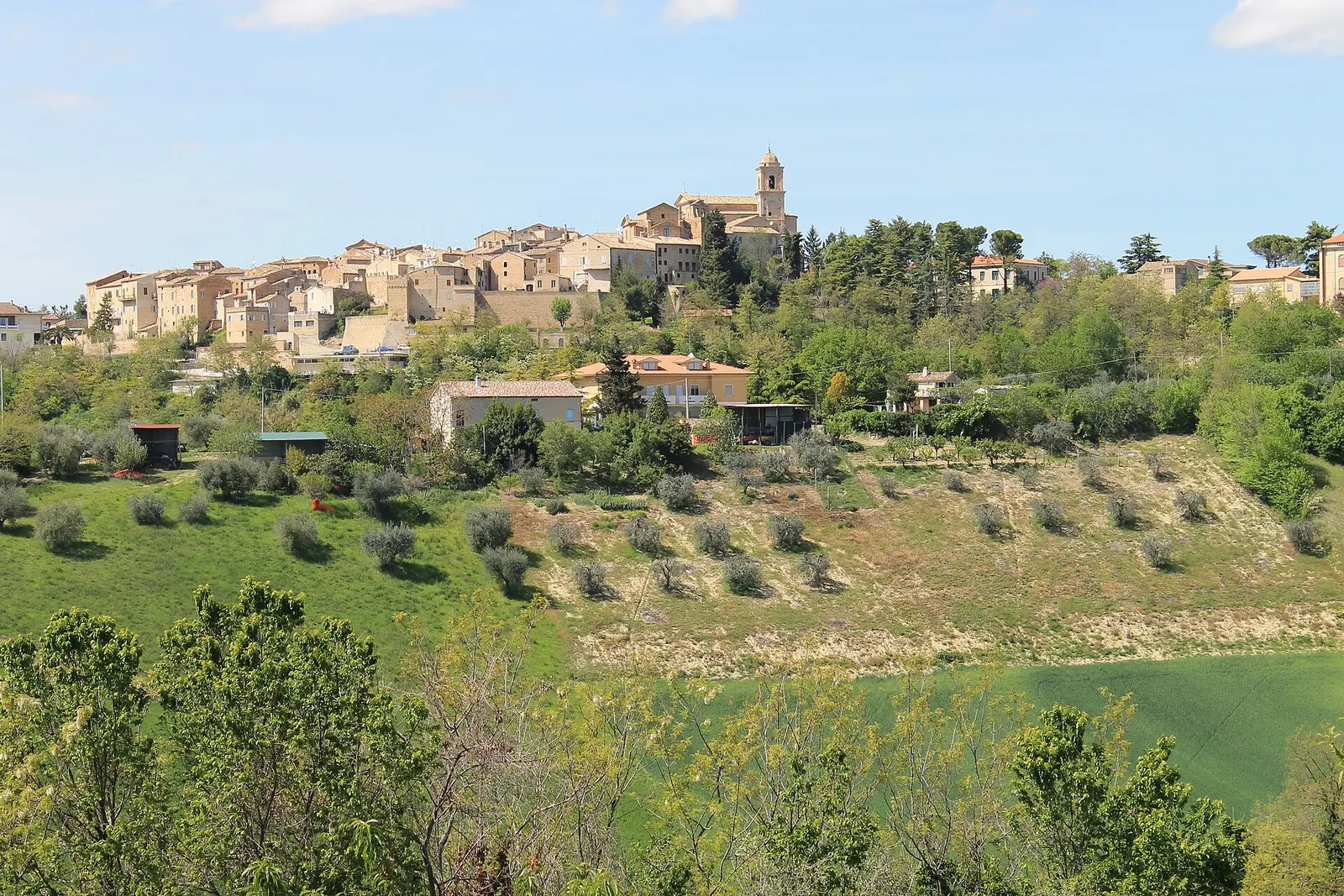 Panorama del borgo medievale di Monte Giberto su collina con oliveti e campanile in provincia di Fermo