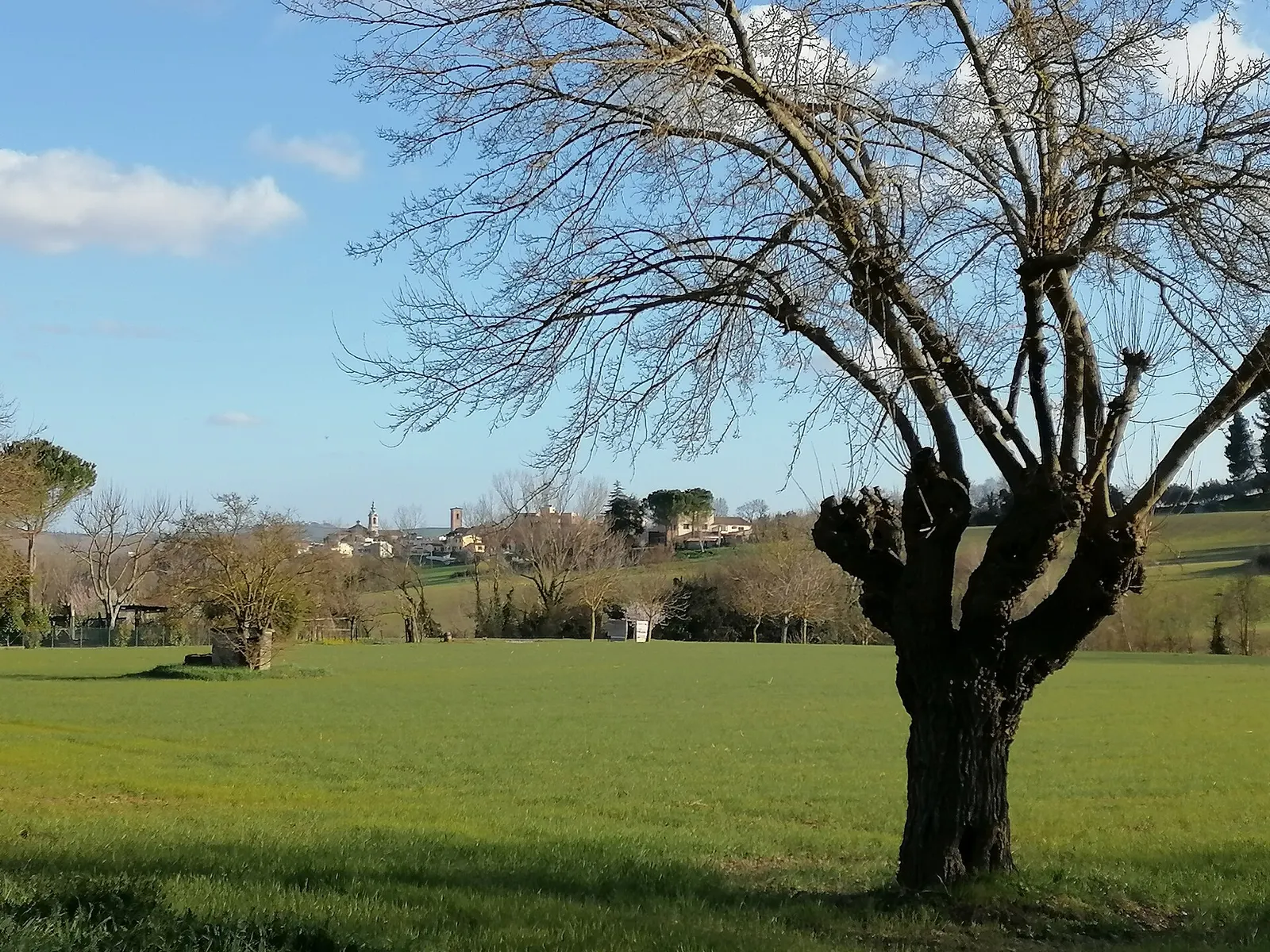 Albero secolare in primo piano sui verdi colli marchigiani con borgo storico sullo sfondo
