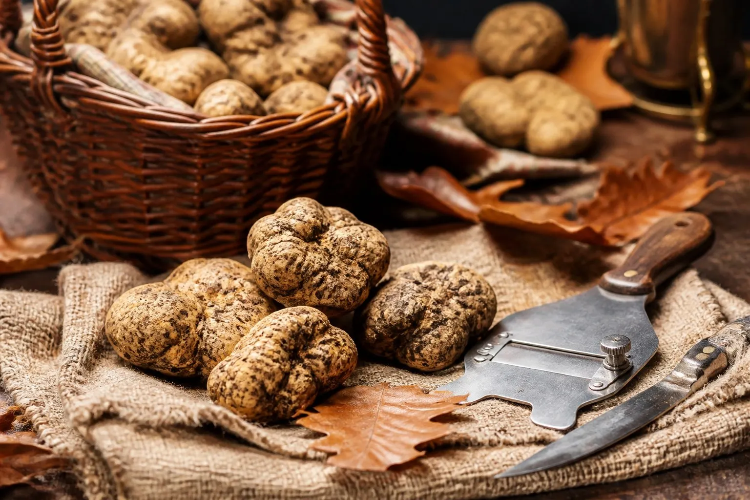 Tartufo Bianco Pregiato di Acqualagna e Sant'Angelo in Vado (Provincia di Pesaro e Urbino) — eccellenza della terra delle Marche