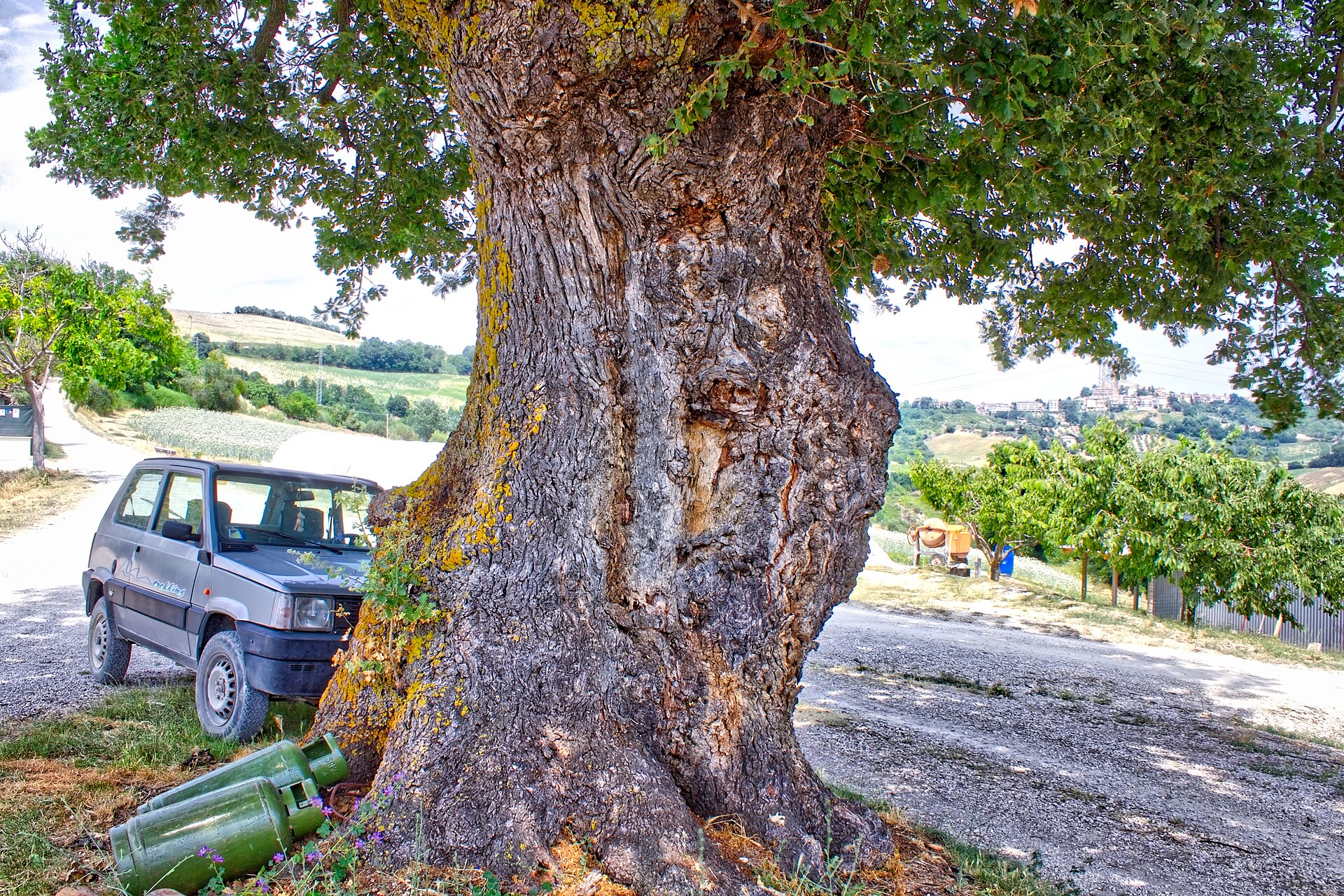 Carassai – foto 5