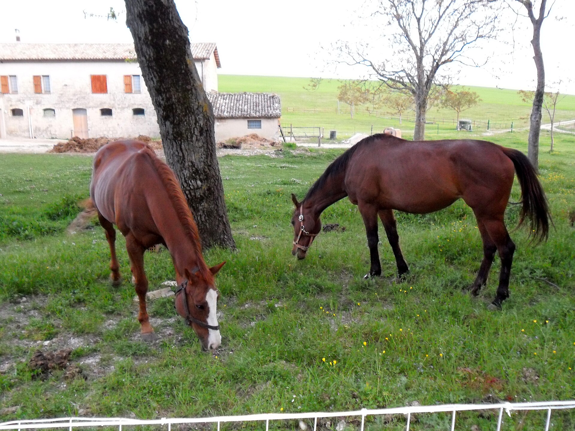 Cingoli – foto 1