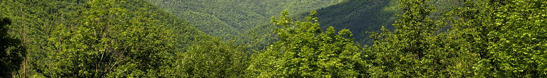 Serra Sant'Abbondio – foto 3